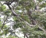 IMG_1185c