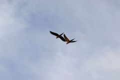 Amazon River: Part 3