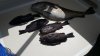 Pacific cod and Black Rackfish!!