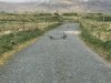 Lots of geese as there are no foxes on Attu