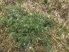 Our first look at the wild flower Lupine