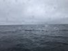 You can barely see a large Orca whale fin sticking up!!