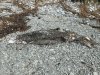 A dead baby whale on the beach....smelly!!