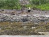 King Eider