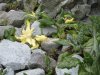 One of many wildflowers!!