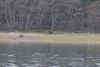 We have a Brown bear!!