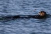Otter snoozing outside Mystic one morning in Bartlett Cove in Glacier Bay