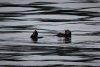 Good morning Mr Otter!!