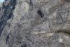 More Mountain Goats