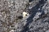 Mountain goat butt:))