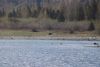 That's Brownie, a huge male Brown Bear