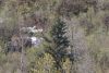 Eagle in the tree!!