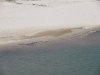 Fresh water crocodiles
