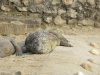 Large "salties" Crocodiles--called Marsh Muggers here
