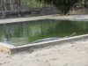 More Gharial Crocodiles