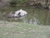 Nepal One-Horned Rhinocerous