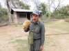 Elephant snack.....filled with molasses and sugar surrouned by rice hay