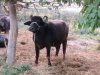 Large water buffalo