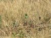Green Bee Eater
