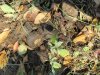 Rhino scat