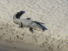 Crocodile