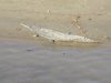 Gharial