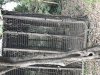 Captured Leopard