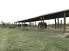 elephant breeding center