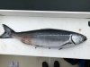 Isaac gave us an undersized King salmon.....6-lbs!!