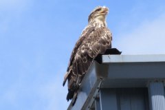 Bear and Volcano Bays and Sand point all on Alaskan Peninsula