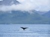 Humpback's show a lot of tail when they dive deep!!