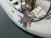 Just starfish!