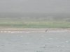 Kathy yelled out......bear on the shore!!!