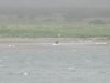 Hunting for salmon