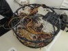 What a beautiful sight....trap full of Dungeness crabs....caught 21 over 2 days...limit is 12/day!!