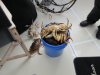 Bucket is full of crab!!!