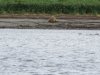Bear enjoying a salmon