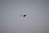 African Openbill Stork