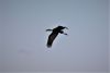 Lots of storks around!!