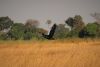 Spur-winged Goose