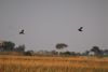 African Pygmy-Goose