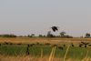 African Openbill Stork...we will see lots of these guys!!