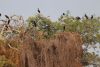 Stork condo!!