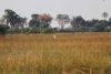 One of many Wattled Crane
