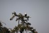 Fish Eagle