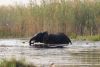 Elephant crossing between islands