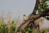 Coppery-tailed Coucal