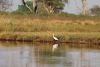 Little Egret