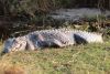 Big African Crocidile