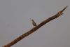 Striated Heron